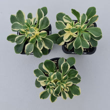Load image into Gallery viewer, Aichryson x aizoides variegatum