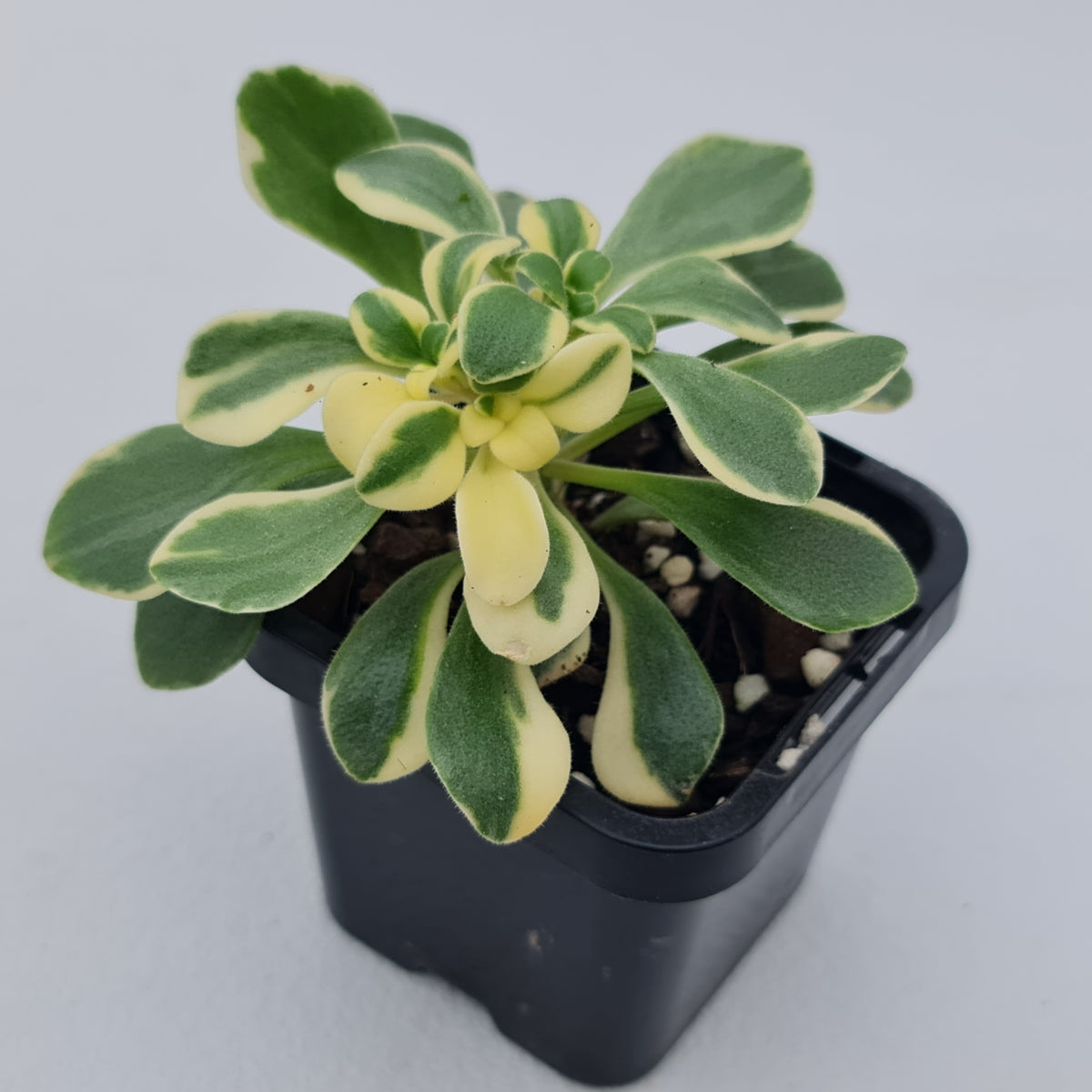 Aichryson x aizoides variegatum