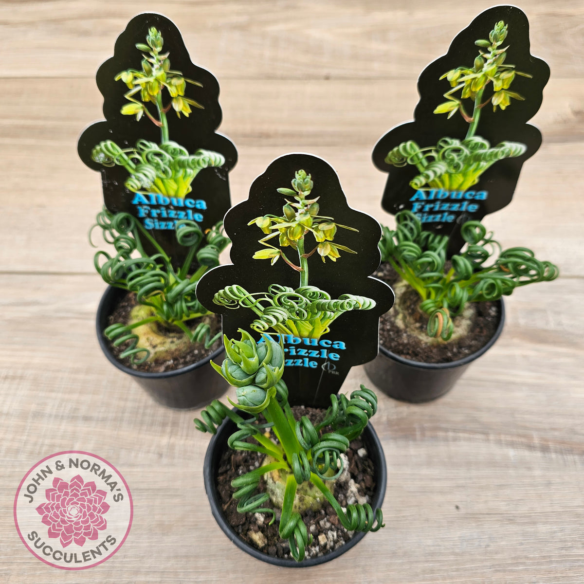 Albuca 'Frizzle Sizzle'