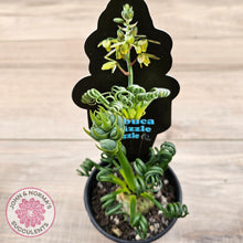 Load image into Gallery viewer, Albuca 'Frizzle Sizzle'