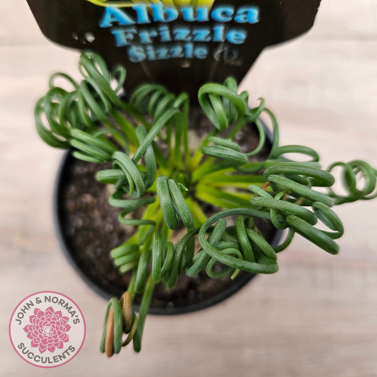 Albuca 'Frizzle Sizzle'
