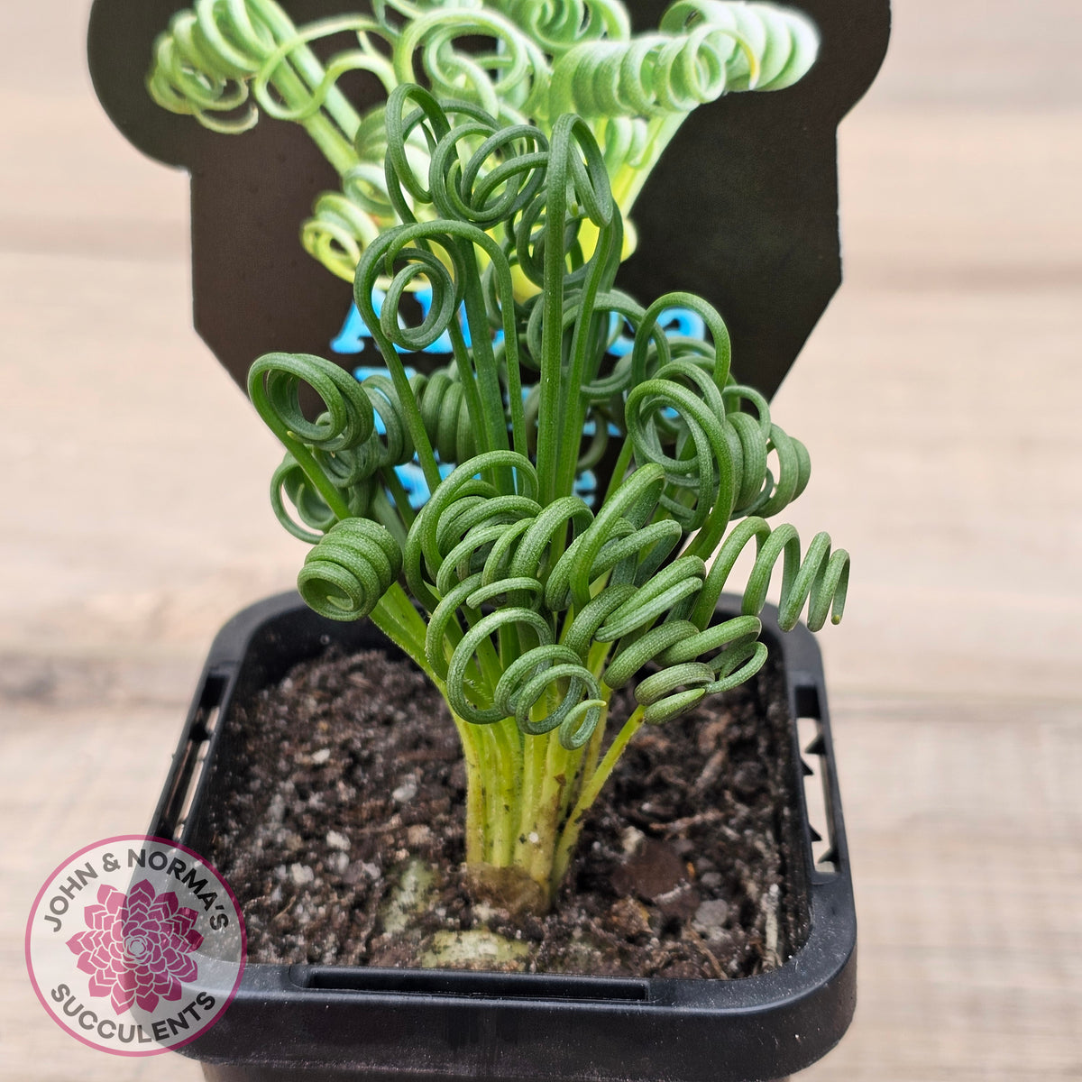 Albuca 'Frizzle Sizzle'