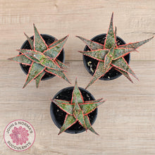 Load image into Gallery viewer, Aloe 'Christmas Carol' - John & Norma's Succulents Australia