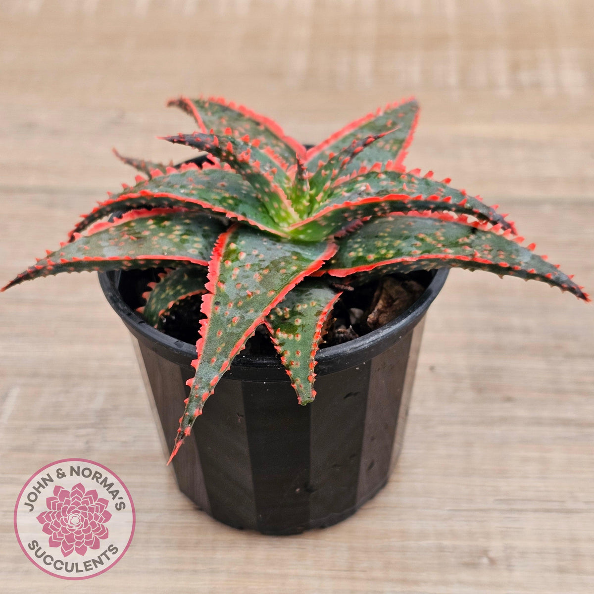Aloe 'Christmas Carol'