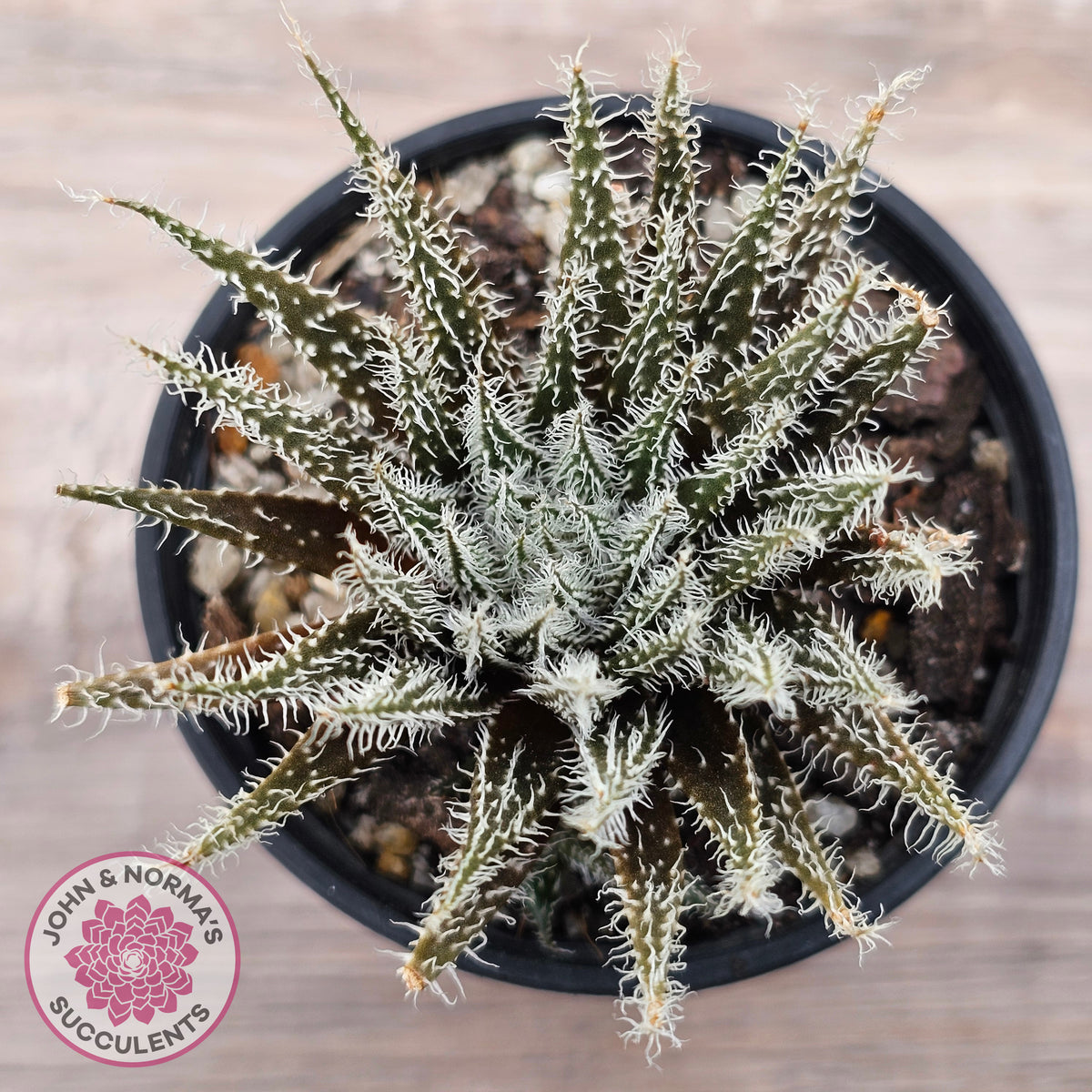 Aloe Haworthioides