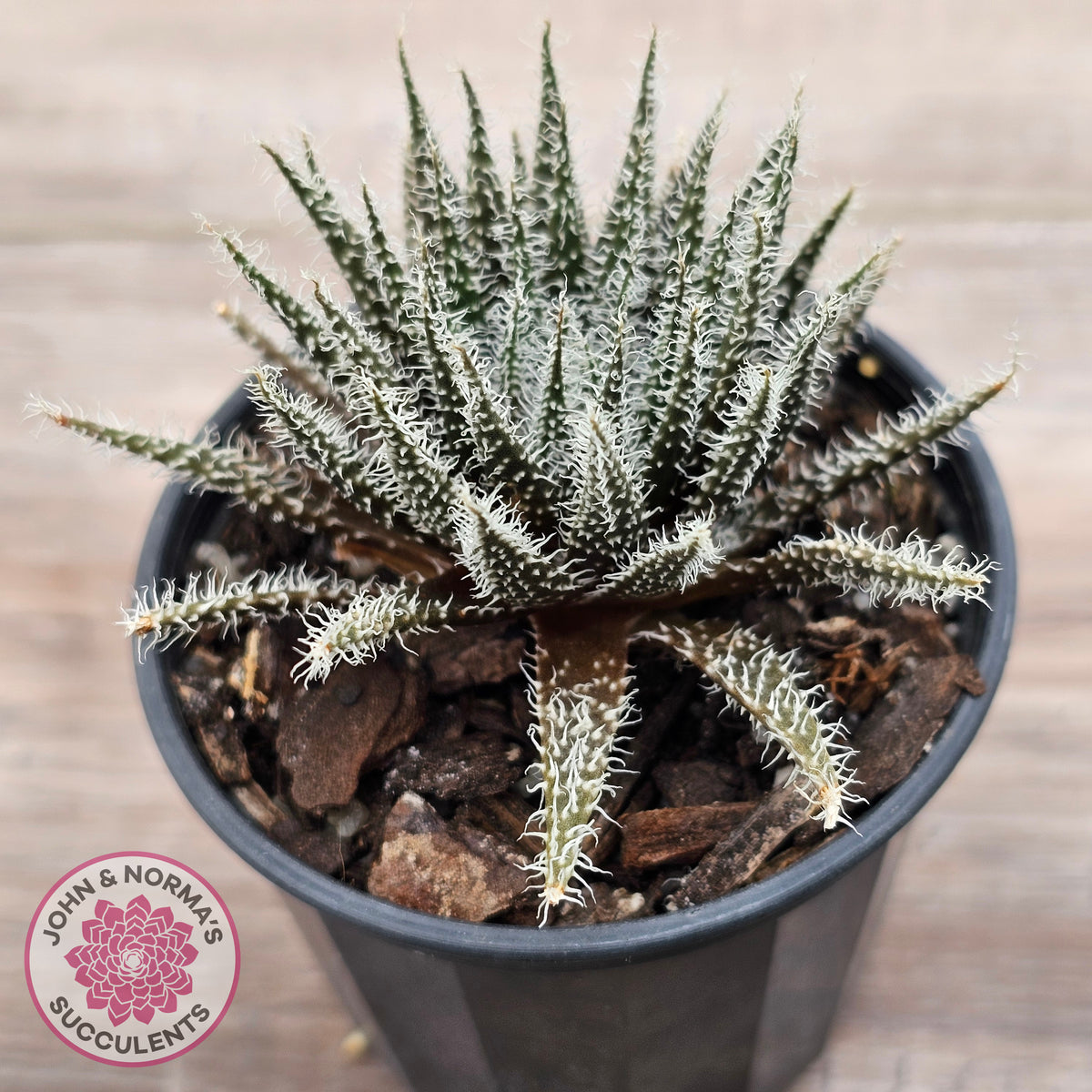 Aloe Haworthioides