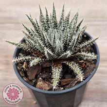 Load image into Gallery viewer, Aloe Haworthioides