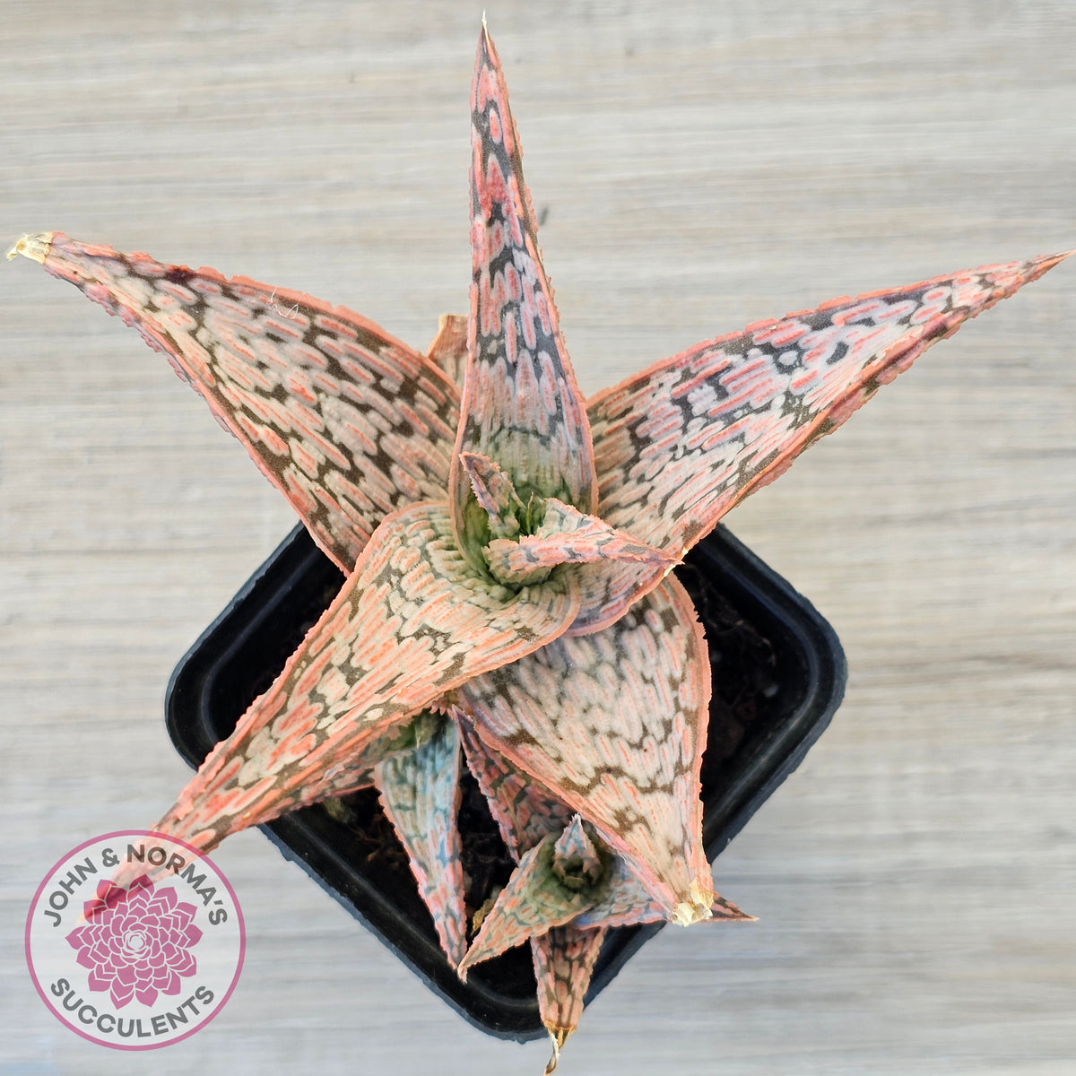 Aloe 'Pink Blush' (w pups)