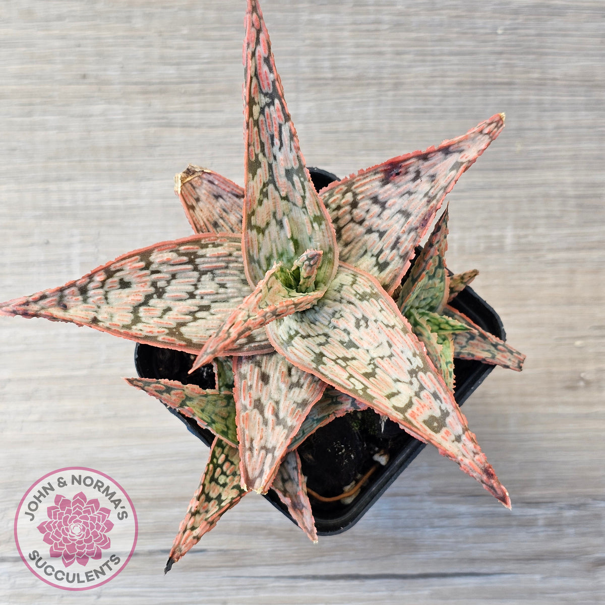 Aloe 'Pink Blush' (w pups)