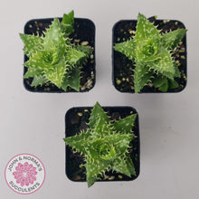 Load image into Gallery viewer, Aloe juvenna (Tiger Tooth Aloe) - John & Norma's Succulents Australia