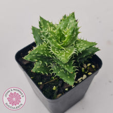 Load image into Gallery viewer, Aloe juvenna (Tiger Tooth Aloe) - John & Norma's Succulents Australia