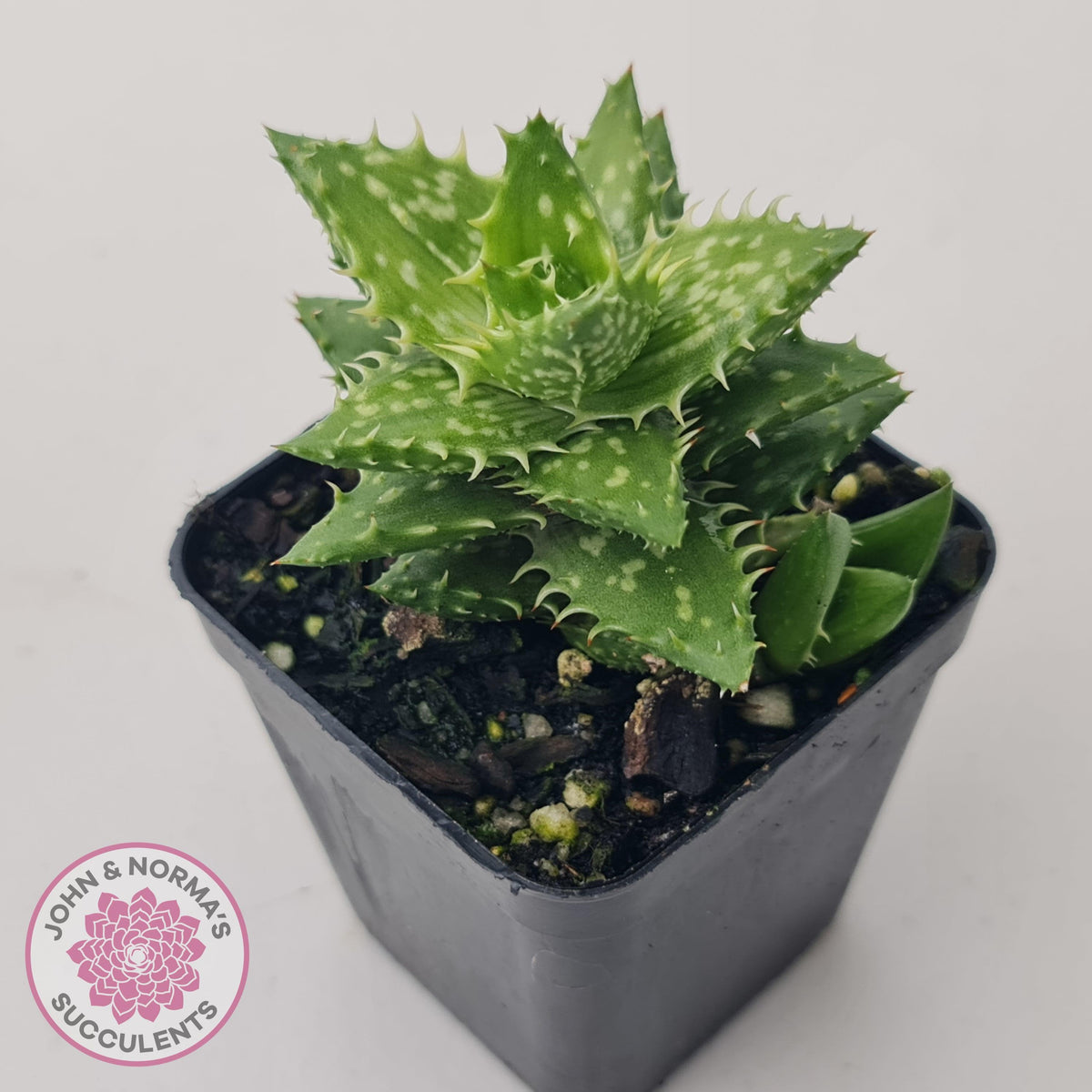 Aloe juvenna (Tiger Tooth Aloe)