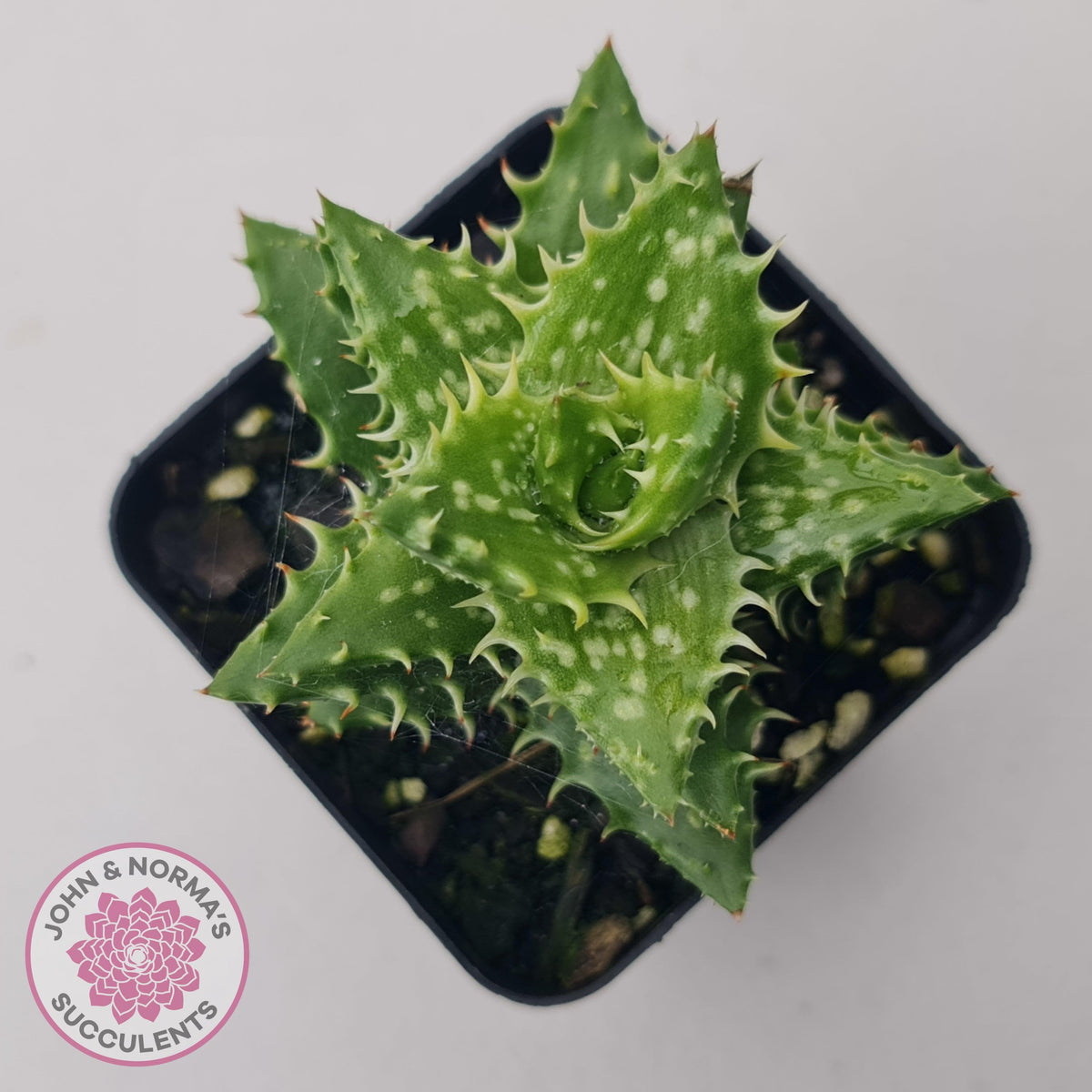 Aloe juvenna (Tiger Tooth Aloe)