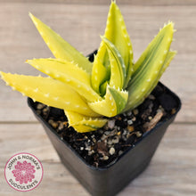 Load image into Gallery viewer, Aloe mitriformis variegated