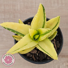 Load image into Gallery viewer, Aloe mitriformis variegated