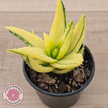 Load image into Gallery viewer, Aloe mitriformis variegated