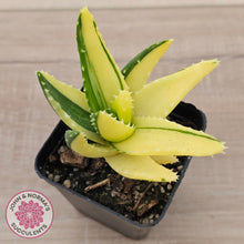 Load image into Gallery viewer, Aloe mitriformis variegated