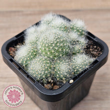 Load image into Gallery viewer, Aloystera albiflora