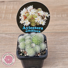 Load image into Gallery viewer, Aloystera albiflora