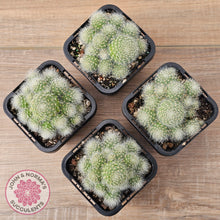 Load image into Gallery viewer, Aloystera albiflora