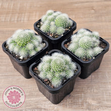 Load image into Gallery viewer, Aloystera albiflora