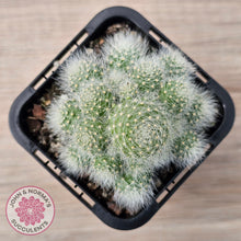 Load image into Gallery viewer, Aloystera albiflora