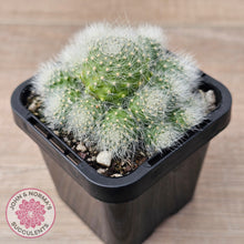 Load image into Gallery viewer, Aloystera albiflora