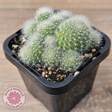 Load image into Gallery viewer, Aloystera albiflora