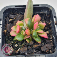 Load image into Gallery viewer, Anacampseros telephiastrum variegata 'Sunrise' - John & Norma's Succulents Australia