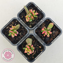 Load image into Gallery viewer, Anacampseros telephiastrum variegata 'Sunrise' - John & Norma's Succulents Australia