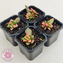 Load image into Gallery viewer, Anacampseros telephiastrum variegata 'Sunrise' - John & Norma's Succulents Australia