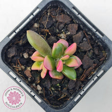 Load image into Gallery viewer, Anacampseros telephiastrum variegata 'Sunrise' - John & Norma's Succulents Australia