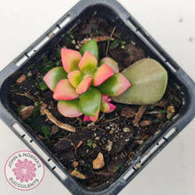 Load image into Gallery viewer, Anacampseros telephiastrum variegata 'Sunrise' - John & Norma's Succulents Australia