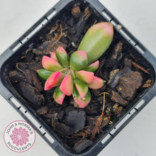 Load image into Gallery viewer, Anacampseros telephiastrum variegata 'Sunrise' - John & Norma's Succulents Australia