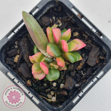 Load image into Gallery viewer, Anacampseros telephiastrum variegata 'Sunrise' - John & Norma's Succulents Australia