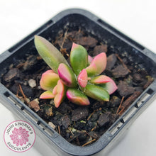 Load image into Gallery viewer, Anacampseros telephiastrum variegata 'Sunrise' - John & Norma's Succulents Australia