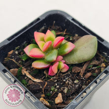 Load image into Gallery viewer, Anacampseros telephiastrum variegata 'Sunrise' - John & Norma's Succulents Australia