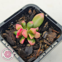 Load image into Gallery viewer, Anacampseros telephiastrum variegata 'Sunrise' - John & Norma's Succulents Australia