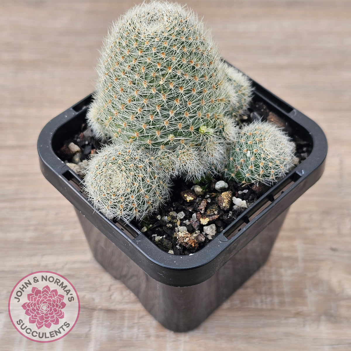 Aylostera Pink Champagne