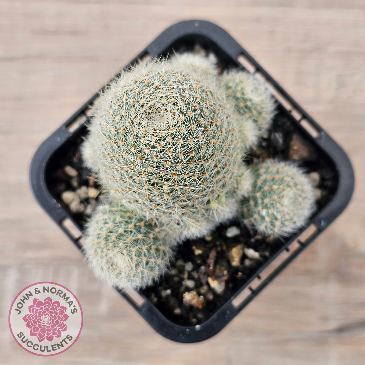 Aylostera Pink Champagne