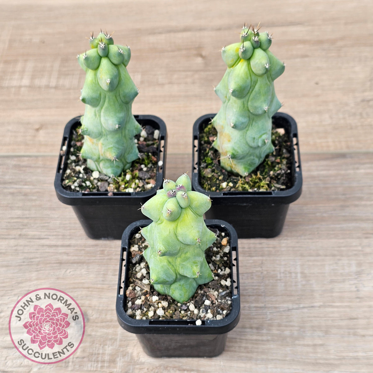 'Blue Boobs' Cactus