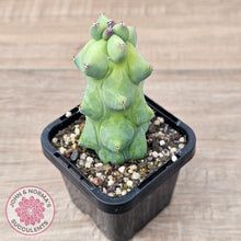 Load image into Gallery viewer, 'Blue Boobs' Cactus