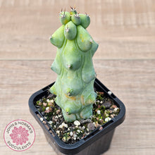 Load image into Gallery viewer, 'Blue Boobs' Cactus