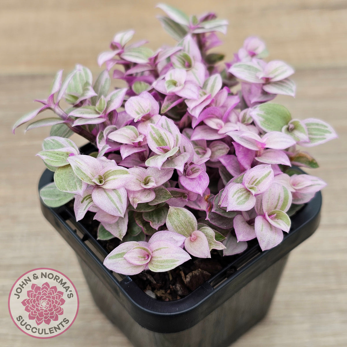 Callisia repens 'Pink Lady'