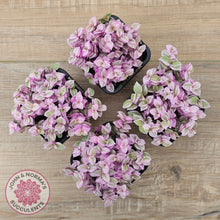 Load image into Gallery viewer, Callisia repens 'Pink Lady'