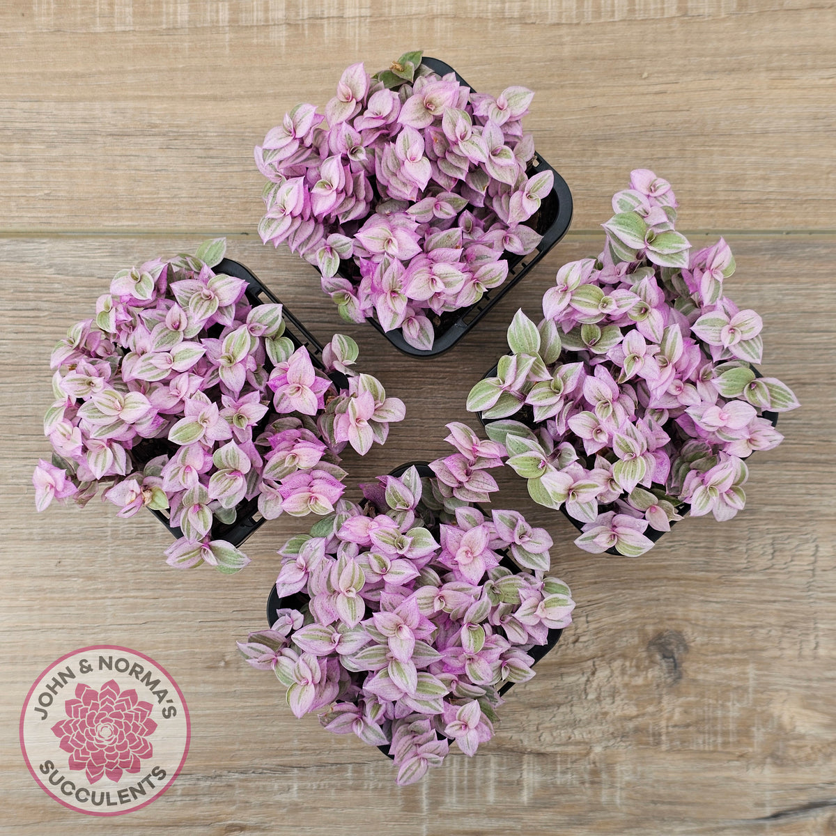 pink lady plant indoor care Buy Callisia repens 'Pink Lady' Australia