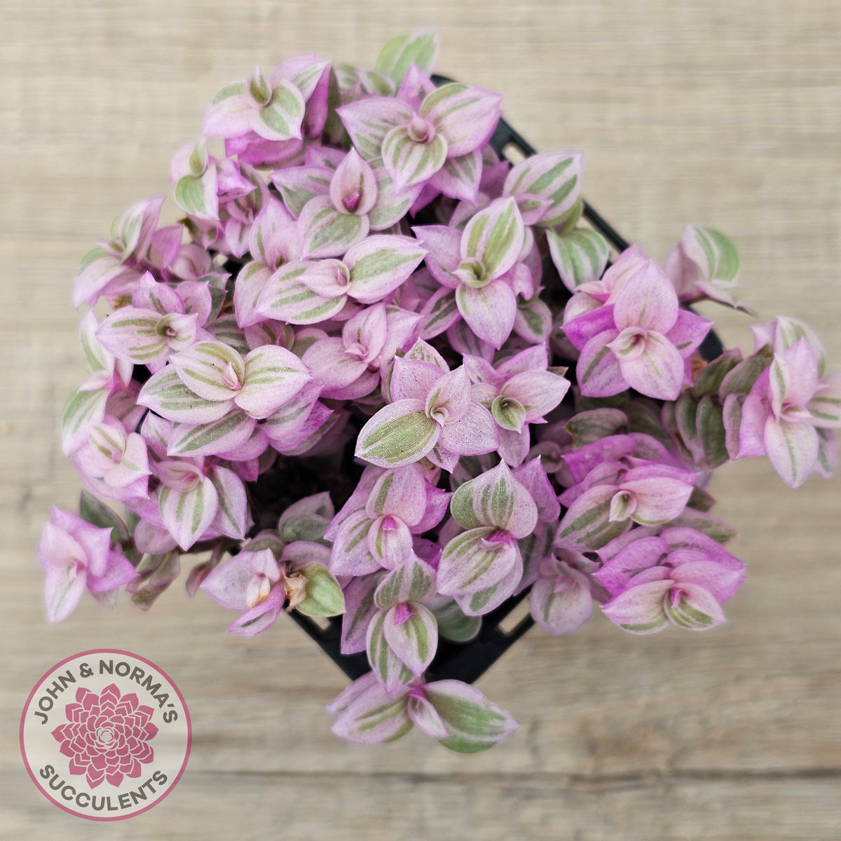 Callisia repens 'Pink Lady'