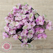 Load image into Gallery viewer, Callisia repens 'Pink Lady'