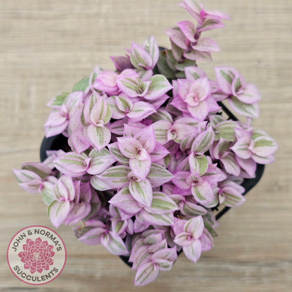 Callisia repens 'Pink Lady'