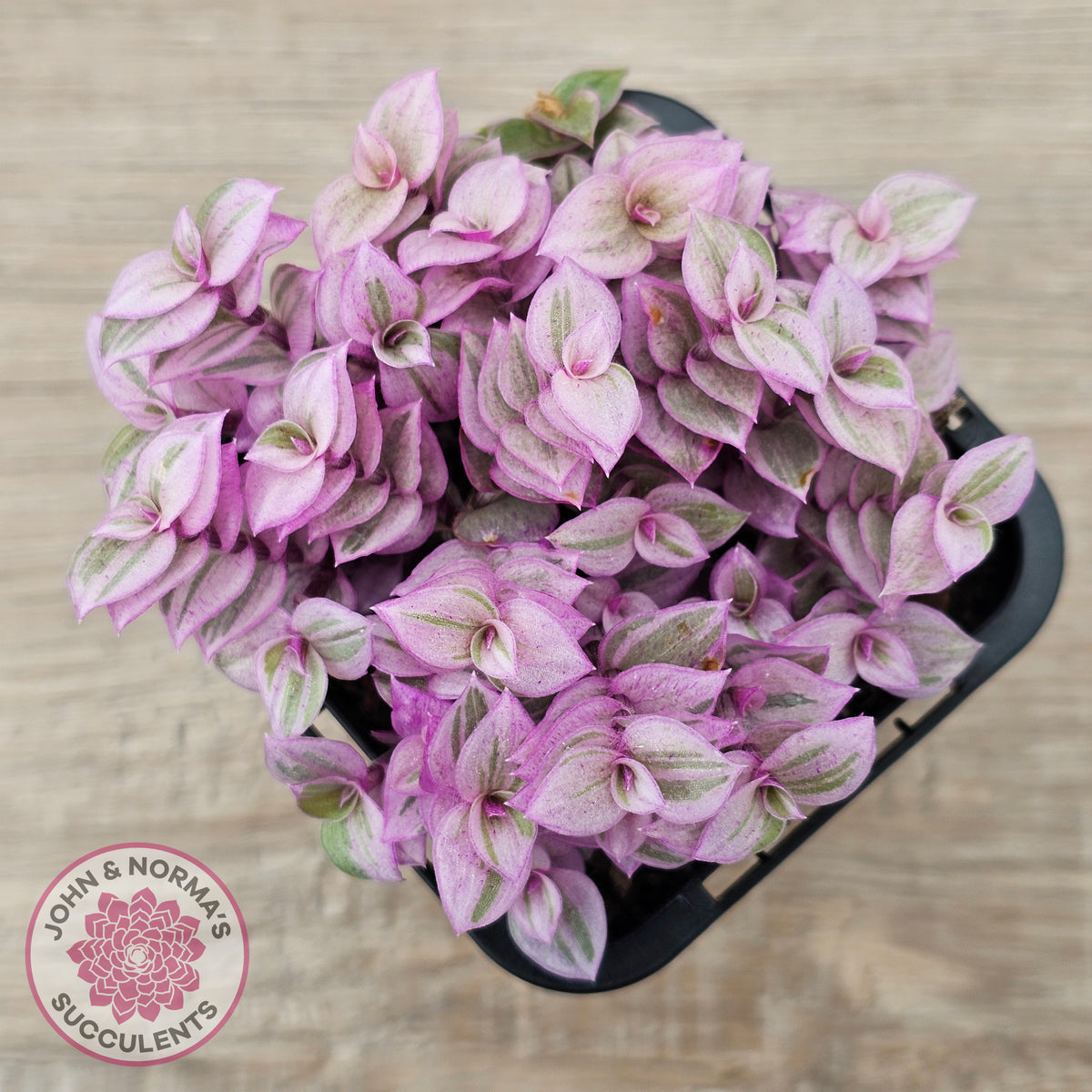 Callisia repens 'Pink Lady'